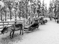 Traditional Lapland Reindeer Safari